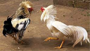 Xem livestream sắc nét bắt kèo cực chuẩn